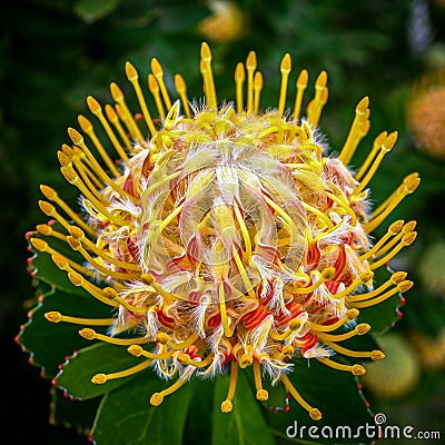 The Leucospermum â€˜Veldfire' an Australian native flower in vivid colour Stock Photo